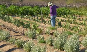 Sul do País é a região com o menor número de produtores rurais inadimplentes
