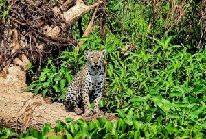 Documentário no Pantanal mostrará a vida de uma família de onças