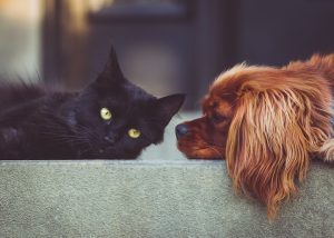 Brasil é o 3º País em faturamento no mercado pet