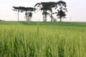 Maltaria paranaense será responsável por 15% da produção nacional