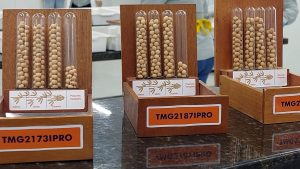 Produção de sementes: cuidados do começo ao fim garantem ótimos resultados no campo