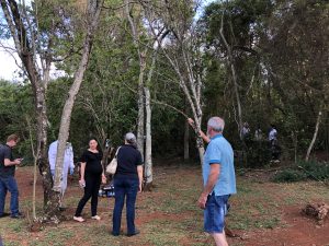 Minúsculas e com poder devastador, formigas tiram o sono dos produtores