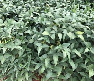 Novo fungicida pode controlar praga desafiadora para o cultivo de soja
