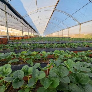 Inverno sem frio exige “jogo de cintura” dos produtores de morango