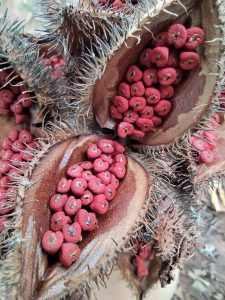 Agricultores que lideram produção de urucum no Paraná lutam por reconhecimento de indicação geográfica