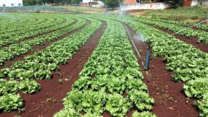 Onda de calor pode gerar crise na produção de hortaliças