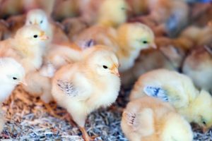 Por escassez de lenha, aquecimento nos aviários está 20% mais caro