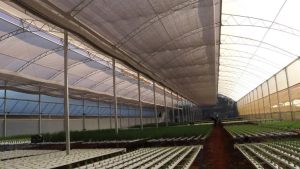 Com altas temperaturas, hidroponia é opção para evitar perdas na produção