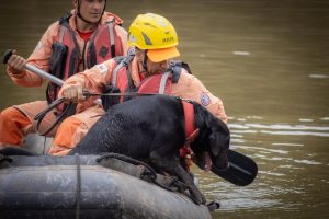 Cães reconhecidos recebem certificação de busca e resgate do Corpo de Bombeiros