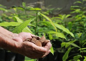 Serviços ambientais são alternativas para compensar retirada de castanhas na Amazônia
