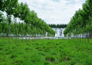 Produtores rurais do Mato Grosso agora contam com técnica de manejo inovadora para desenvolver espécie florestal