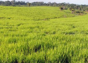 Calculadora de sementes forrageiras está disponível para produtor rural