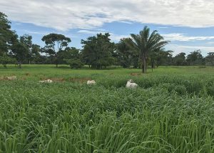 Plantio direto acelera a recuperação de pastagens degradadas