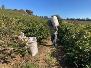 Pequenas propriedades impulsionam produção de café
