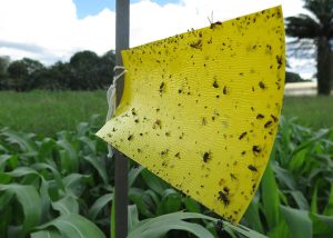 Novo processo patenteado ajuda agricultores a diminuir gases do efeito estufa