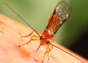 Tecnologia 100% natural é capaz de controlar pragas na produção de frutas