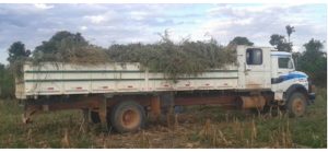Medidas eficazes são essenciais para evitar a disseminação de planta invasora no Brasil