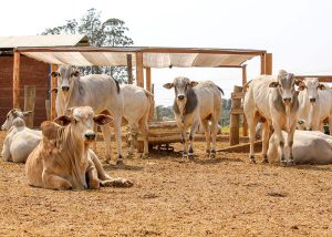 Sombra em confinamento de bovinos garante muitos benefícios ao rebanho e meio ambiente