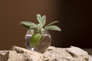 Cultivando plantas na água: um guia para iniciantes