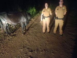 Polícia Militar recupera boi furtado em propriedade rural no Paraná