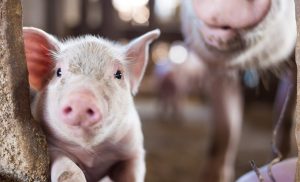 Ministério da Agricultura vai atualizar normas para coleta de materiais de reprodução animal