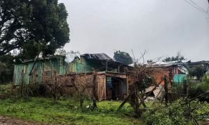 Temendo desabastecimento, grupo doa sementes para plantio no RS
