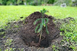 Áreas verdes do Paraná são reforçadas com plantio de milhões de mudas de árvores