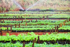 Semana da Árvore: mais de 78 hectares serão reflorestados no Paraná
