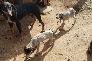 Polícia Civil resgata animais mantidos sem água e sem comida no PR