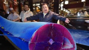 Atum Azul: conheça o peixe mais caro do mundo, vendido a R$ 14 milhões