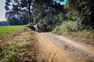 Maior produtor de erva-mate do Brasil, Paraná tem milhares de agricultores familiares no desenvolvimento da cultura