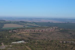 Varredura contra o pinus já ultrapassou a metade da área de Vila Velha