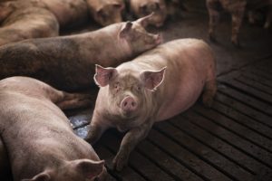 Projeções apontam cenário positivo para os produtores de suínos em 2024