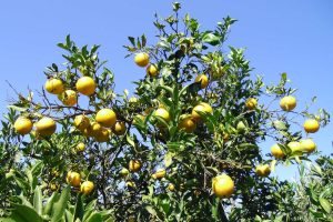 Estudo indica melhores opções de laranja-pera para cultivo