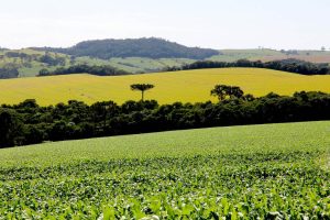 Com grande participação do agronegócio, PIB do Paraná tem crescimento expressivo