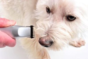Calorão: é preciso tosar pelos de cães e gatos no período de altas temperaturas?