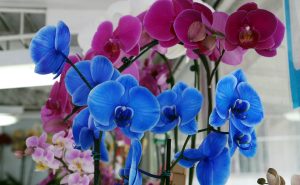 Paraná produz mais de R$ 220 milhões em flores por ano