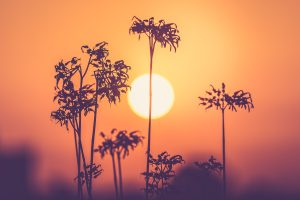 Tempo às avessas: Previsão de inverno sem frio. Será?