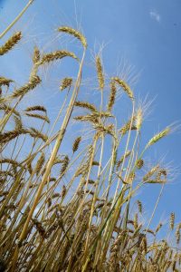 Quebra no trigo reduz estimativa de safra do Paraná, mas não abala recorde