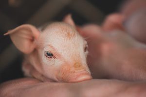 Soluções eficientes ajudam na absorção de nutrientes dos leitões nos primeiros dias de vida