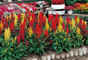 Saiba quais espécies de flores plantar na estação mais florida do ano