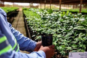 Empresas desenvolvem técnicas para aumentar a fertilidade do solo