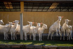 Leite de cabra é mais uma opção saudável e com menos lactose
