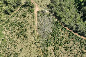 Imagens de satélite vão facilitar controle de crimes ambientais