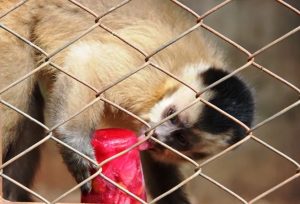 Onda de calor: animais ganham picolés e até banho de mangueira