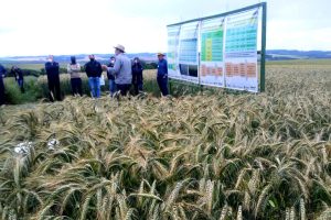 Pesquisadores apresentam viabilidade do cultivo de cereais de inverno durante feira no PR