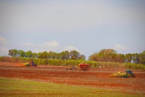 Após fim do vazio sanitário, plantio de soja avança no Paraná