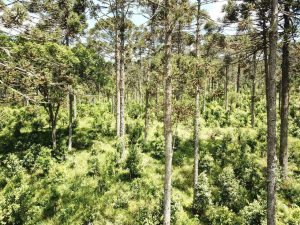 Erva-mate produzida à sombra de Araucária chama atenção em eventos fora do Brasil