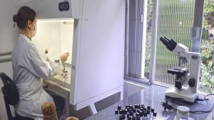 Laboratório gaúcho é referência na produção de inoculantes para lavouras de soja