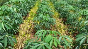 Cultivo consorciado de feijão com mandioca demonstra alto potencial